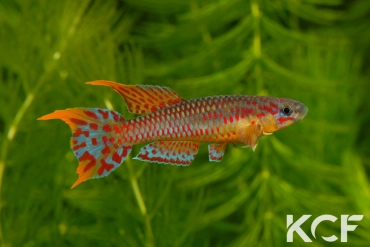 Aphyo. Chromaphyosemion loennbergii Nkakanzock CBL 01-13 male adulte 