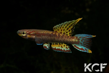 Aphyo. Chromaphyosemion melinoeides Kribi-Fenda ADK 09-291 male adulte 