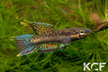 Aphyo. Chromaphyosemion melinoeides Kribi-Fenda ADK 09-291 male adulte 