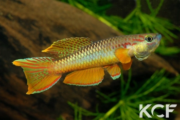 Aphyo. Chromaphyosemion omega Ouest Cellulam ABK 10-324 male adulte 