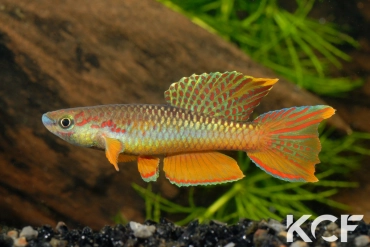 Aphyo. Chromaphyosemion omega Ouest Cellulam ABK 10-324 male adulte 