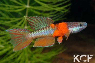 Aphyo. Chromaphyosemion omega Point de Dieu ADK 09-300 male adulte 