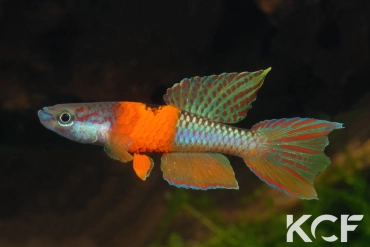 Aphyo. Chromaphyosemion omega Point de Dieu ADK 09-300 male adulte 