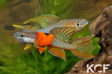 Aphyo. Chromaphyosemion omega Point de Dieu ADK 09-300 couple adulte 