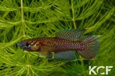 Aphyo. Chromaphyosemion poliaki Ekandé Sud Bolifamba CBL 01-23 male adulte 