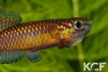 Aphyo. Chromaphyosemion poliaki Ekandé Sud Bolifamba CBL 01-23 male adulte 