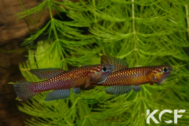 Aphyo. Chromaphyosemion poliaki Ekandé Sud Bolifamba CBL 01-23 couple adulte 