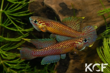 Aphyo. Chromaphyosemion poliaki Ekandé Sud Bolifamba CBL 01-23 couple adulte 