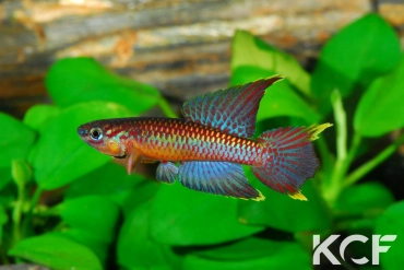 Aphyo. Chromaphyosemion poliaki Ekandé Sud Bolifamba CBL 01-23 male adulte 