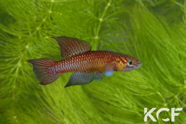 Aphyo. Chromaphyosemion poliaki Ekandé Sud Bolifamba CBL 01-23 male adulte 