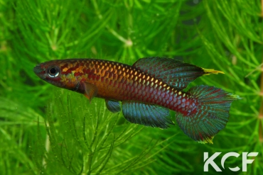 Aphyo. Chromaphyosemion poliaki Ekandé Sud Bolifamba CBL 01-23 male adulte 