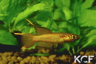 Aphyo. Chromaphyosemion poliaki Ekona CDC male adulte 