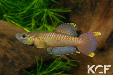 Aphyo. Chromaphyosemion poliaki Mamu ADGP 11-33 male adulte 