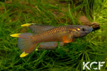 Aphyo. Chromaphyosemion poliaki Mousaka ADK 10-326 male adulte 