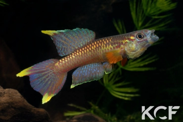 Aphyo. Chromaphyosemion poliaki Mousaka ADK 10-326 male adulte 