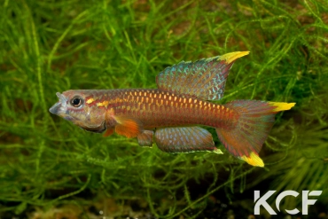 Aphyo. Chromaphyosemion poliaki Mousaka ADK 10-326 male adulte 