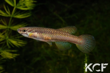 Aphyo. Chromaphyosemion poliaki Mousaka ADK 10-326 femelle adulte 