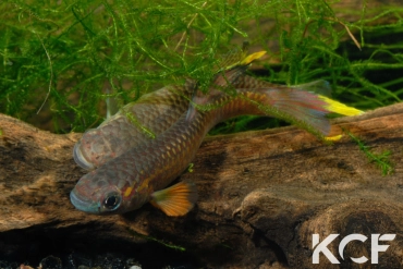 Aphyo. Chromaphyosemion poliaki Mousaka ADK 10-326 couple adulte 