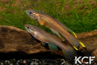 Aphyo. Chromaphyosemion poliaki Mousaka ADK 10-326 couple adulte 