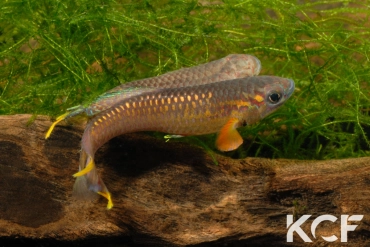 Aphyo. Chromaphyosemion poliaki Mousaka ADK 10-326 couple adulte 