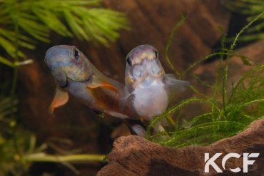 Aphyo. Chromaphyosemion poliaki Mousaka ADK 10-326 couple adulte 