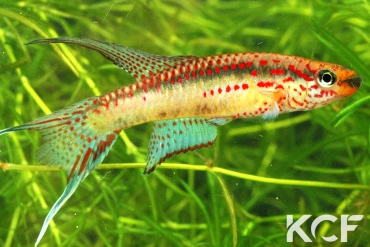 Aphyo. Chromaphyosemion riggenbachi Nkouli-Ngnock ABC 05-19 male adulte 
