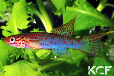 Aphyo. Chromaphyosemion riggenbachi ABC 06-123 male adulte 