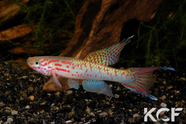 Aphyo. Chromaphyosemion riggenbachi Cellucam ADK 09-299 male adulte 