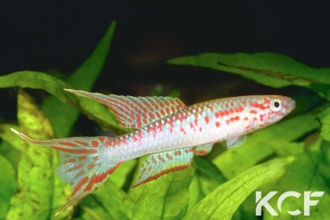 Aphyo. Chromaphyosemion riggenbachi Nkapa male adulte 