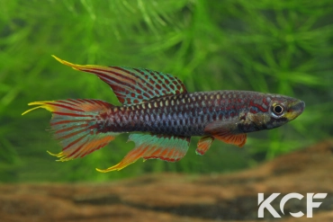 Aphyo. Chromaphyosemion volcanum Kompina KV 03-21 male adulte 