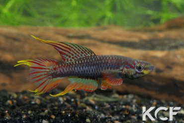 Aphyo. Chromaphyosemion volcanum Kompina KV 03-21 male adulte 