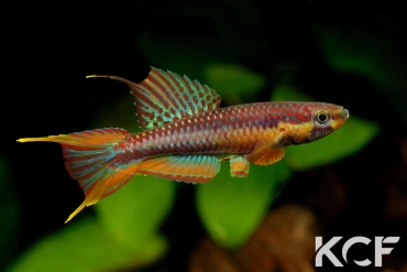 Aphyo. Chromaphyosemion volcanum Kompina KV 03-21 male adulte 