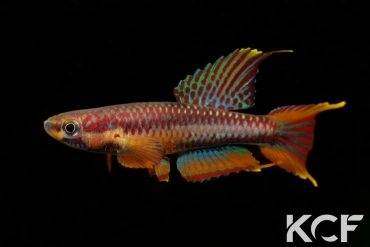 Aphyo. Chromaphyosemion volcanum Kompina KV 03-21 male adulte 