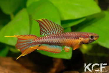 Aphyo. Chromaphyosemion volcanum Kompina KV 03-21 male adulte 