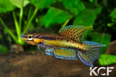 Aphyo. Chromaphyosemion sp. Akok ADGP 11-11 male adulte 