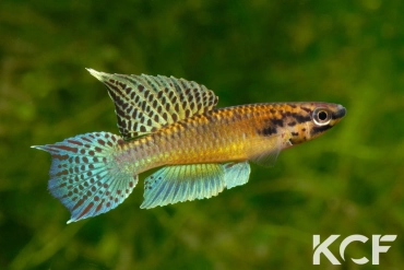 Aphyo. Chromaphyosemion sp. Ndaminzé GLC14 male adulte 