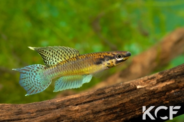 Aphyo. Chromaphyosemion sp. Ndaminzé GLC14 male adulte 