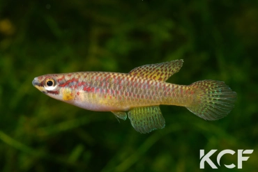 Aphyo. Chromaphyosemion sp. Ndaminzé GLC14 femelle adulte 