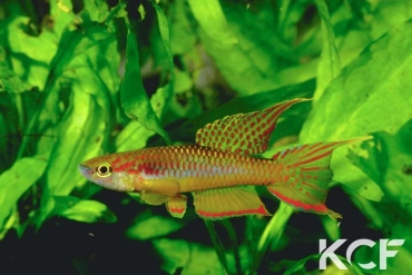 Aphyo. Chromaphyosemion splendopleure Kopongo I CSK 95-27 male adulte 