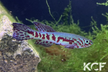 Fundulopanchax puerzli 16km Nord Bonepoupa C 89-18 (2005) male adulte 