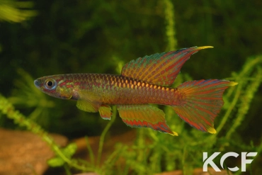 Aphyo. Chromaphyosemion volcanum Chutes d