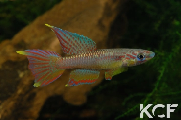 Aphyo. Chromaphyosemion volcanum Chutes d