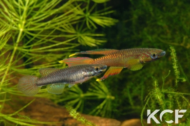 Aphyo. Chromaphyosemion volcanum Chutes d