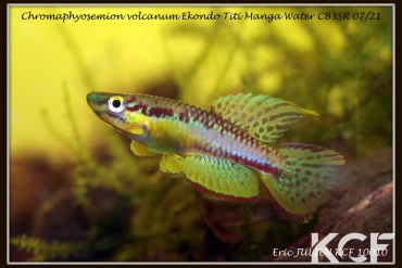 Aphyo. Chromaphyosemion volcanum Ekondo Titi - Manga water CB3SR 07-21 male adulte 