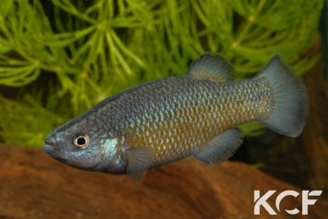 Crenichthys baileyi baileyi  male adulte 