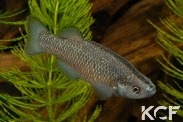 Crenichthys baileyi baileyi  male adulte 