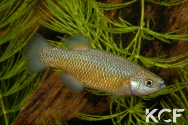 Crenichthys baileyi baileyi  male adulte 