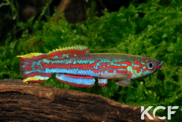 Fundulopanchax kamdemi Korup National Park male adulte 