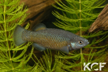 Crenichthys baileyi baileyi  male adulte 