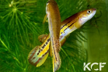 Cynodonichthys birkhahni Chiriqui Vacas PLL 08-06 male adulte 